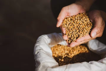 Tuinposter Barley Ingredients for Brewing in the Factory beer brewing Hold wheat or barley in hand and inhale the aroma of the grains in a close-up crop warehouse. © เลิศลักษณ์ ทิพชัย