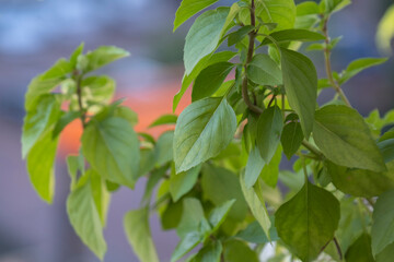 Fototapeta na wymiar fresh and vibrant basil plant leaves