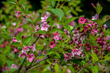 Flowers of pink weigela