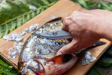 Big fresh bream. Freshly caught river fish. A man cleans the fish from scales. Fishing for spinning and feeder. Preparing fish for cooking.