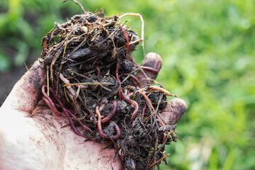 Breeding red worms Dendrobena. fertile soil. natural soil improvement. Fishing worms. Worms in the hands of a man.