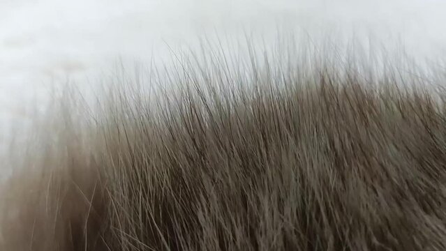 Textured gray fur white wind blowing close up video