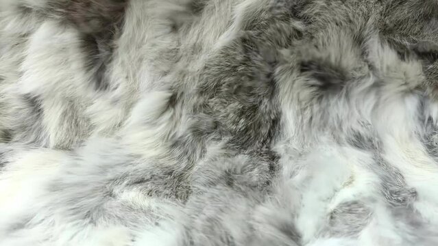 gray fur texture close-up beautiful wind blowing video