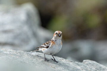 Small bird with its meal