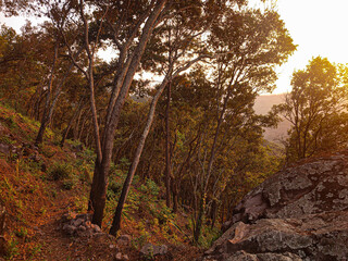 autumn in the forest