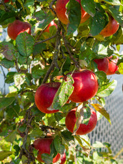 Fruits Infected by Monilia fructigena. Apple damaged by Fungal Disease in garden. Spoiled crop of apples. Farming, agriculture, remedy for trees diseases concept. Alternaria disease. Orchard problems