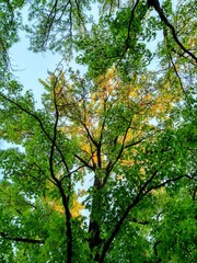 Fototapeta premium Summer Evening Sunlight Reflecting on Green Leaves