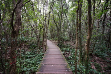 Obraz premium fine boardwalk through thick wild forest