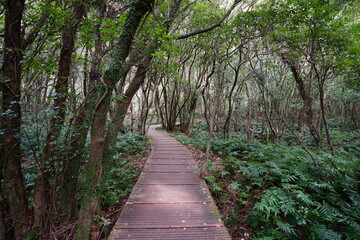 fine boardwalk through thick wild forest