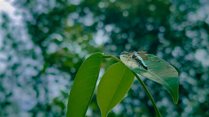 Spider on a green leaf in the forest.