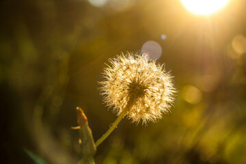dandelion in the wind and with the sun