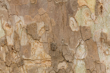 Tree Bark Closeup is Revealing Incredible Texture and Details