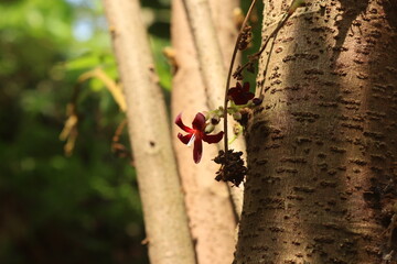 A Natural bimbili flower