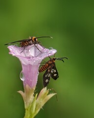 tiger moth on the flower