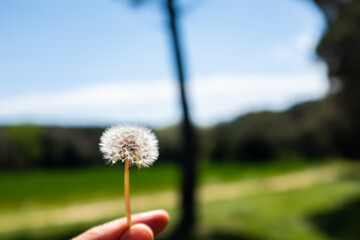 Dandelion flower with pollen handheld isolated on an outdoor green background