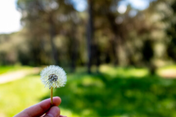 Dandelion flower with pollen handheld isolated on an outdoor green background