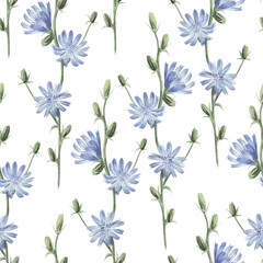 Watercolor seamless floral pattern with chicory on white.