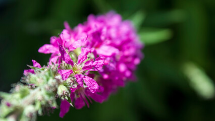 purple loosestrife flower