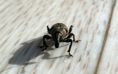 The insect is a weevil. A tiny beetle on a walk.