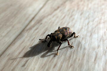 The insect is a weevil. A tiny beetle on a walk.