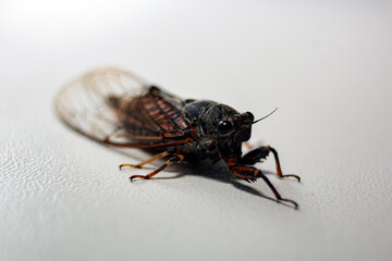 A close-up photo of a cicada. Macro insects.