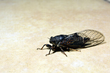 A close-up photo of a cicada. Macro insects.