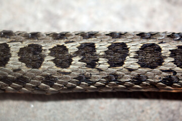 Snake skin. Scales on the skin of a viper.
