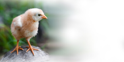 cute chick with light nature backdrop. chicken with coppy space for text or art work.