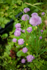 organic chives in the garden