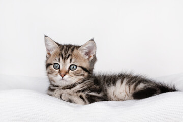 Fototapeta na wymiar brown kitten lies on a light background