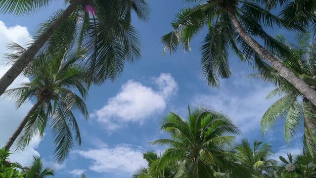 Coconut palm tree at Phuket beach sea sand and sky. Landscape view of beach sea in summer day. Beach space area. At Karon Beach, Phuket, Thailand. On June 2022. 4K