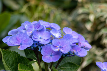 Tender blue blossoms with a selective focus as front focus and a green blurred background show the...
