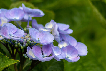 Fototapeta premium Tender blue blossoms with a selective focus as front focus and a green blurred background show the fragility of natural beauty and idyllic garden scenery in urban cities and guerilla gardening
