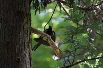 japanese paradise flycatcher in a forest