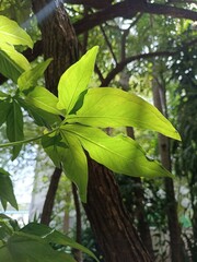 Plant leaves with back light in the forest