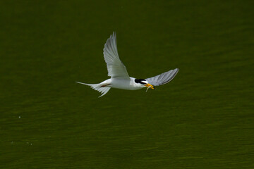 魚を食べずにくわえているコアジサシ