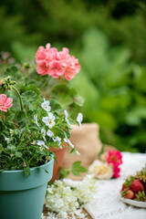 summer flowers in the garden