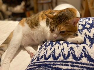 2 years old Ms. Macaron lying with her face on her paws, adorable position on the bed, ready to...