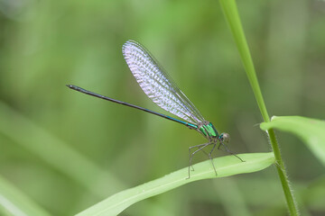 Dragonfly in Nature Place