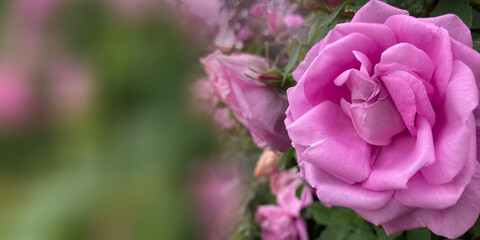 rosehip-flowers-pink-branch-garden-background-desktop wallpaper-cover for social networks