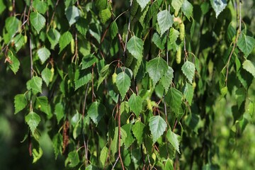Detail of leafs and blossom of Betula pendula tree, silver birch.