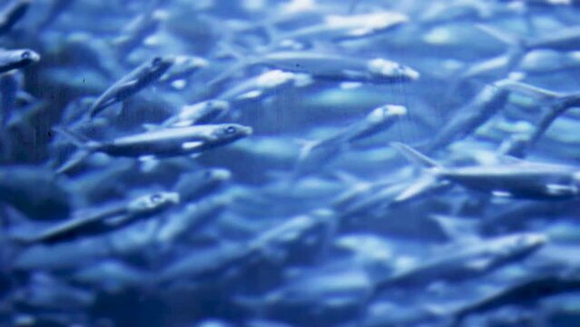 "Milk Fish" Images – Browse 1,195 Stock Photos, Vectors, and Video ...