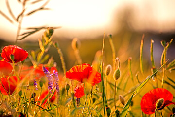 close-up field red poppies in a field on a blurred background against the sun in the evening day. agriculture