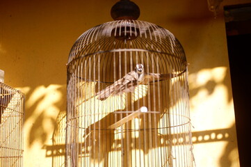 cage in the nigh, tbird cage hanging. sangkar burung tergantung di rumah, hobby memelihara burung dan kebiasaan orang Indonesia