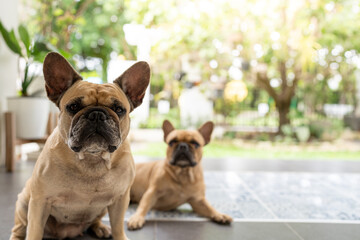 Cute french bulldog sitting at the door looking to camera.