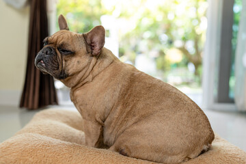 Adorable French bulldog sleep sitting on brown pillow indoor.