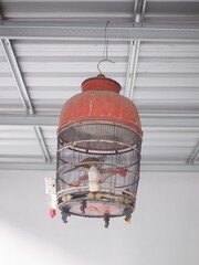 bird cage hanging. sangkar burung tergantung di rumah, hobby memelihara burung dan kebiasaan orang Indonesia