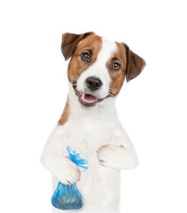 Jack russell terrier puppy holds plastic bag. Concept cleaning up dog droppings. isolated on white background