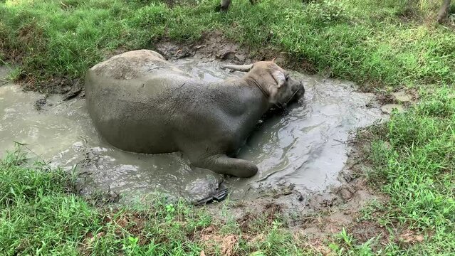 buffalo wallowing in the mud