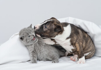 Playful Miniature Bull Terrier puppy kisses angry kitten under warm white blanket on a bed at home